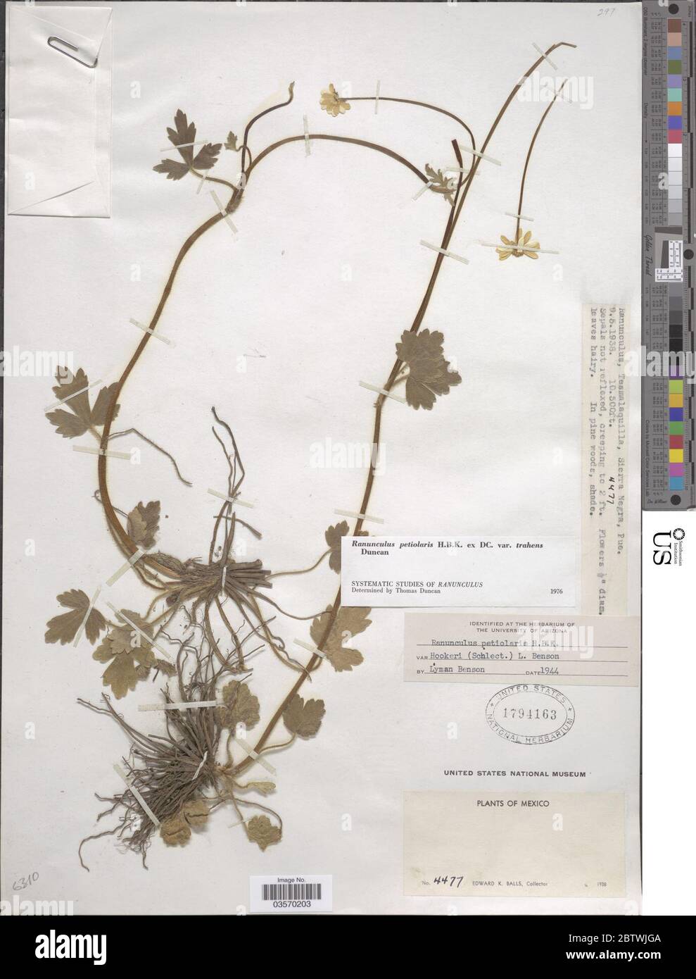 Ranunculus petiolaris var trahens Kunth ex DC. Stock Photo