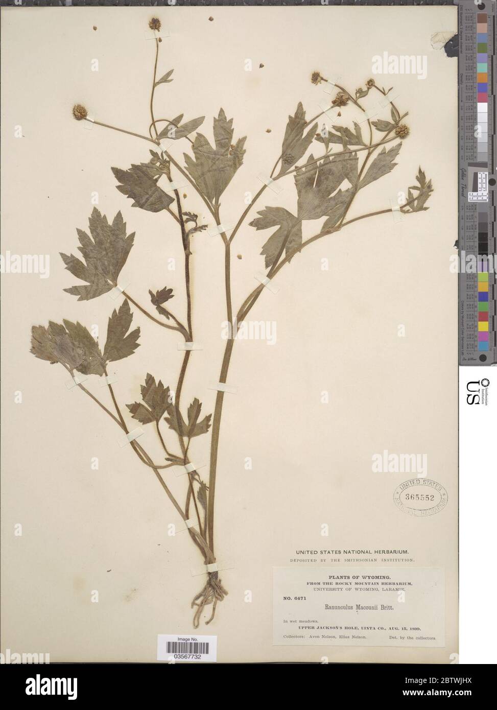 Ranunculus macounii Britton. Stock Photo