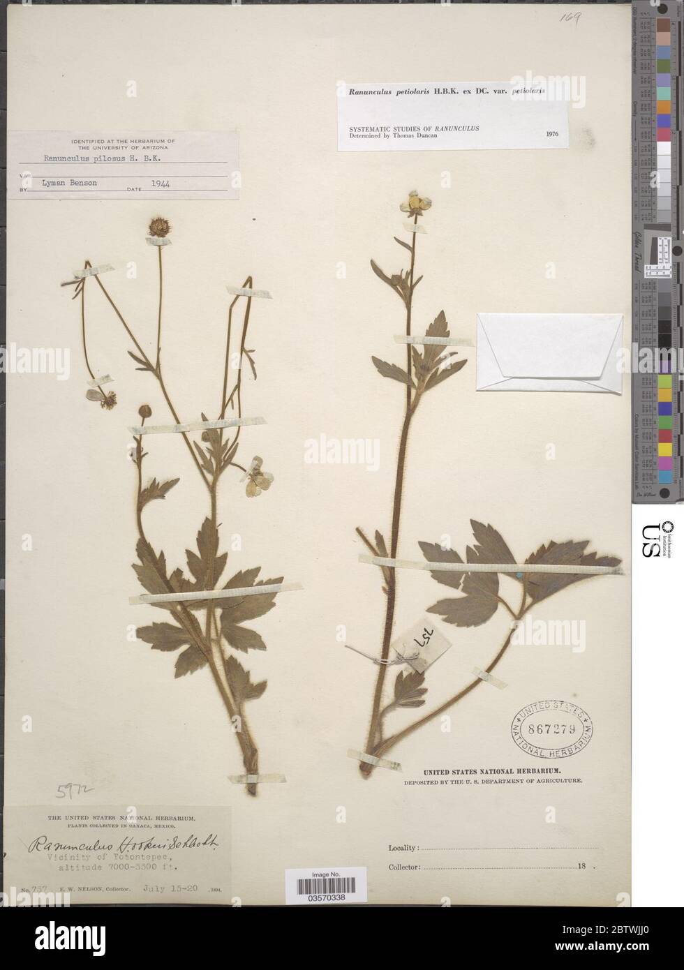 Ranunculus petiolaris Kunth ex DC var petiolaris. Stock Photo
