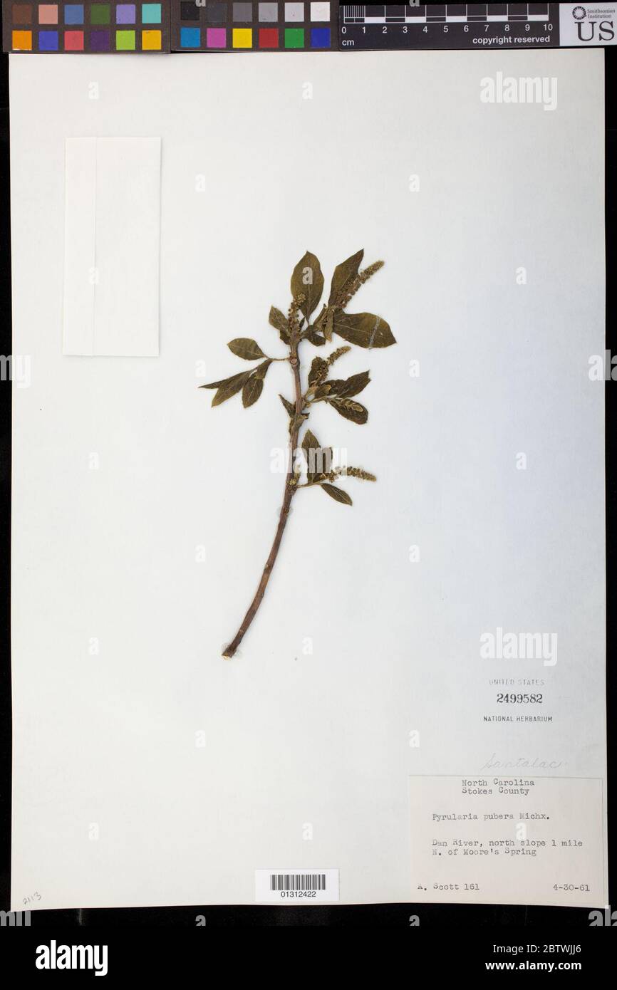 Pyrularia pubera Michx. Stock Photo