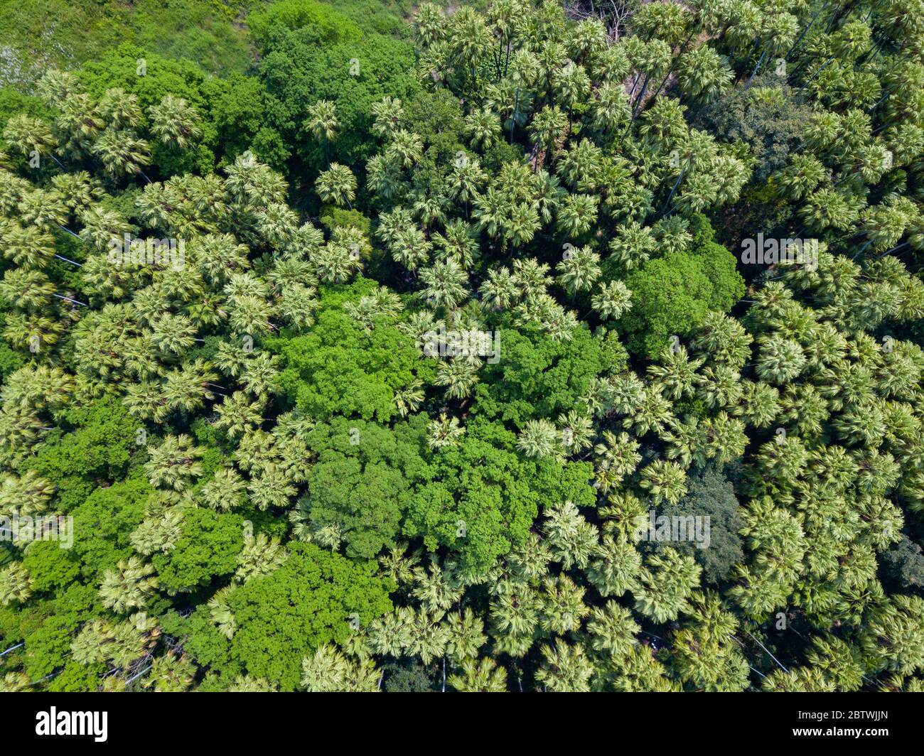Aerial top view forest tree, Rainforest ecosystem and healthy ...