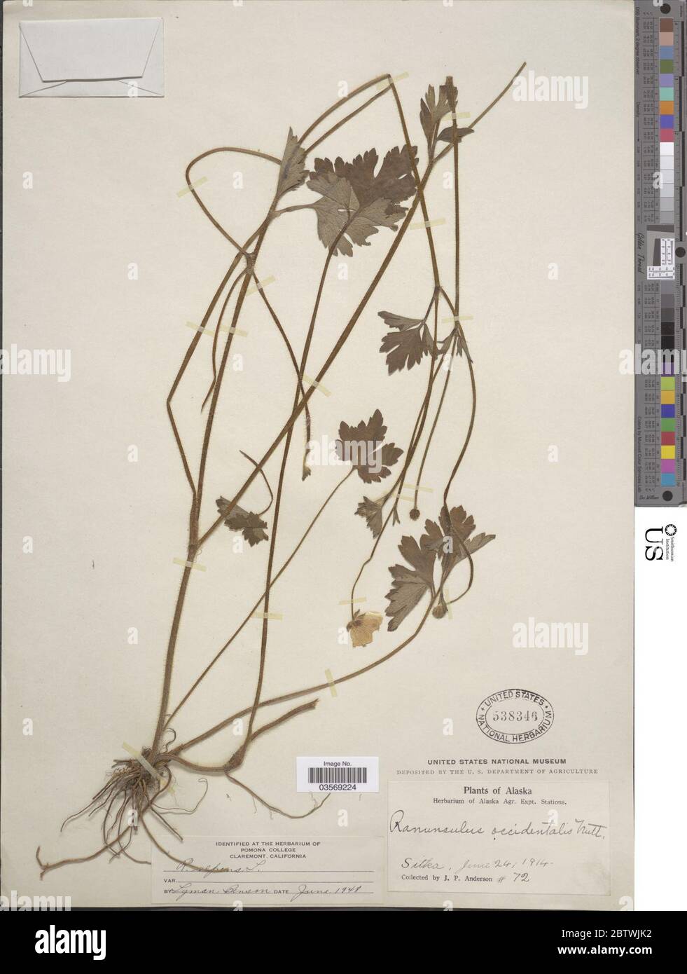 Ranunculus repens L. Stock Photo