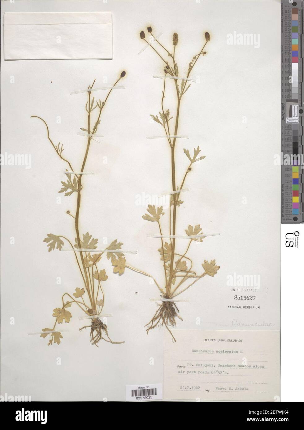 Ranunculus sceleratus L. Stock Photo