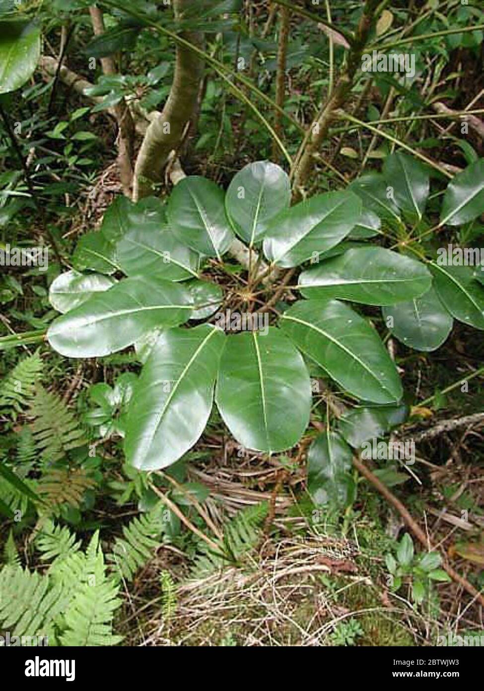 Schefflera actinophylla Endl Harms. Stock Photo