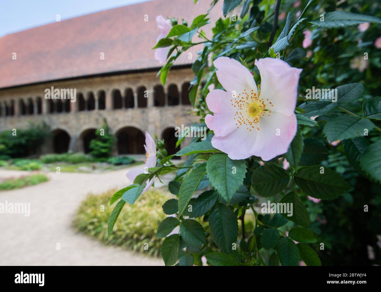 Hildesheim, Germany. 27th May, 2020. The "1000 year old rosebush" is  blooming at the Hildesheim cathedral (r) next to a cloister. The wild hedge  rose at the church wall is in full