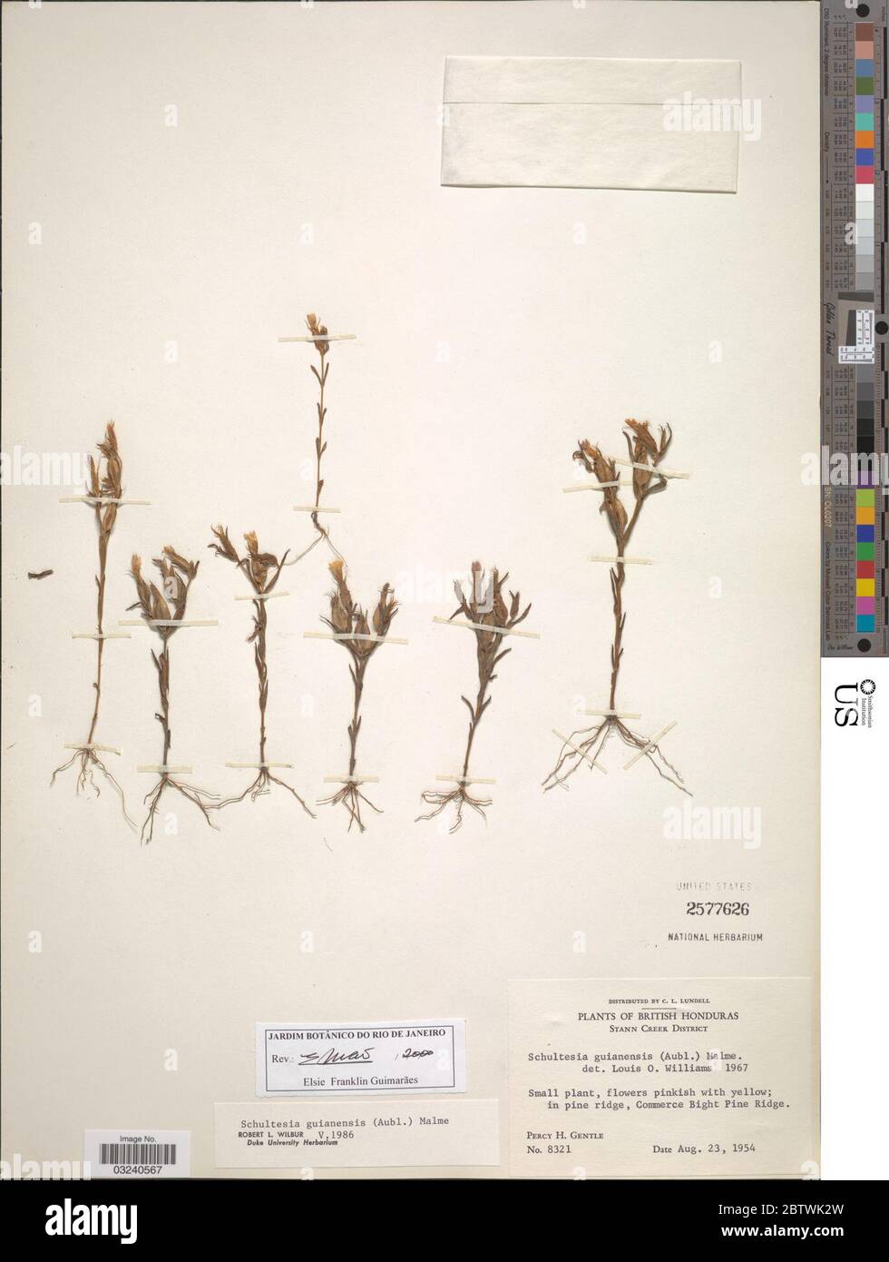 Schultesia guianensis. Stock Photo