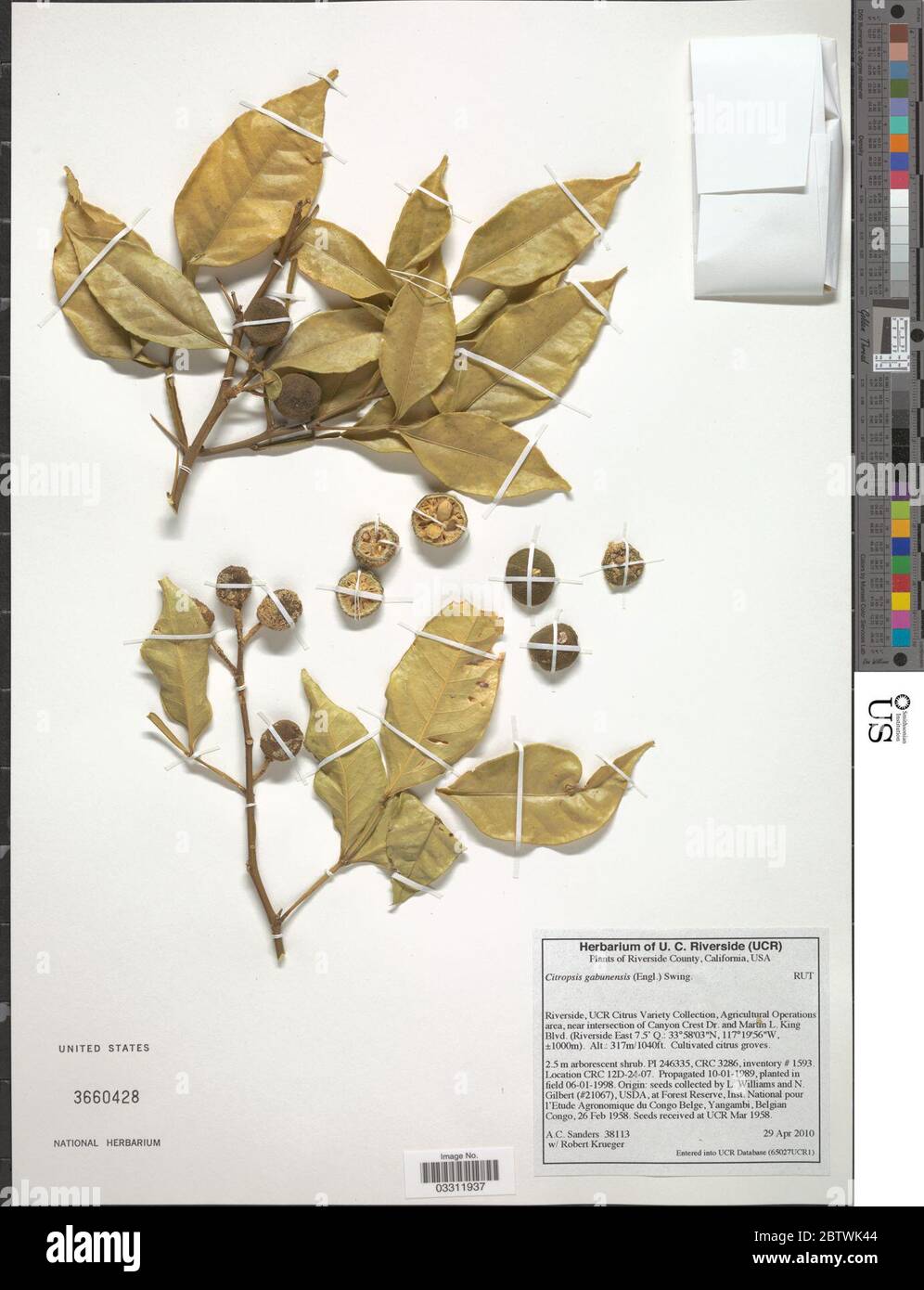 Citropsis gabunensis Engl Swingle M Kellerm. 12 Jul 20191 Stock Photo