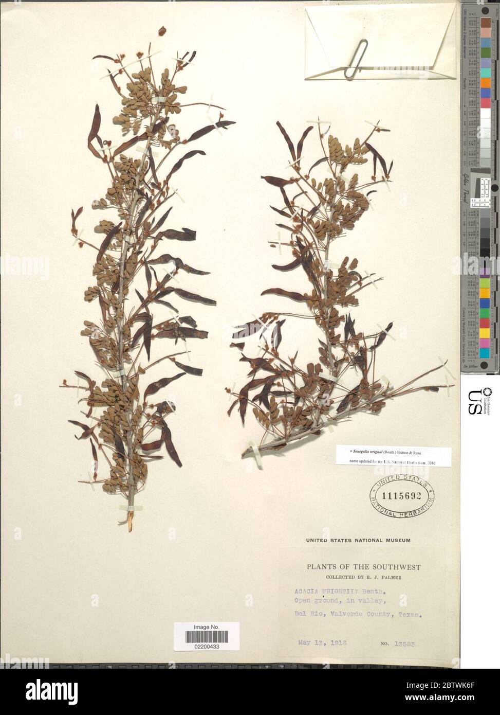 Senegalia wrightii Benth Britton Rose. Stock Photo