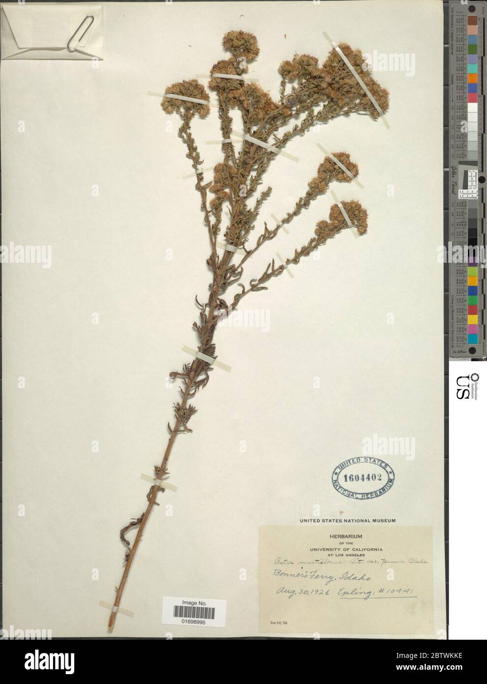 Symphyotrichum ericoides var prostratum Kuntze GL Nesom. Stock Photo
