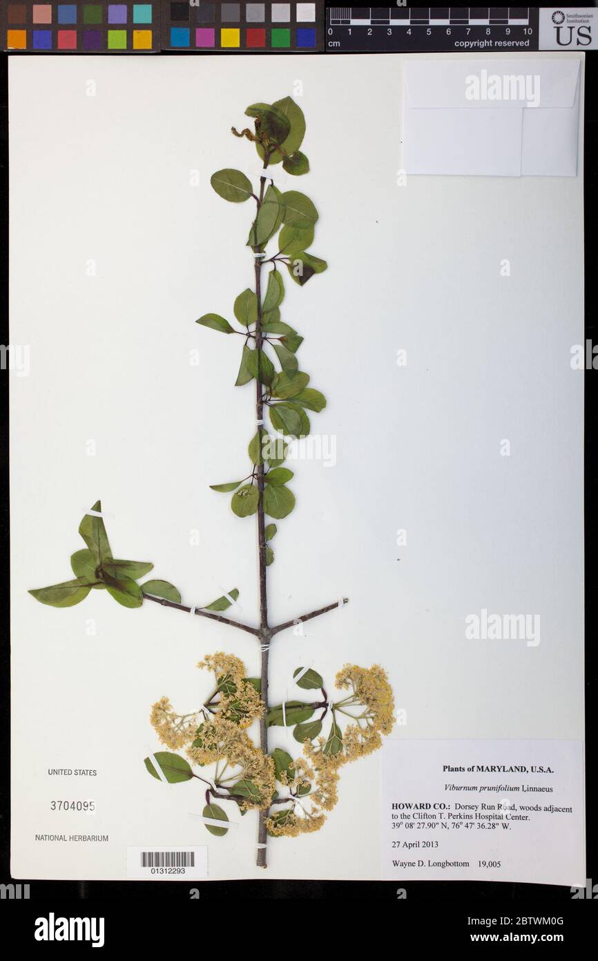 Viburnum prunifolium L Stock Photo Alamy