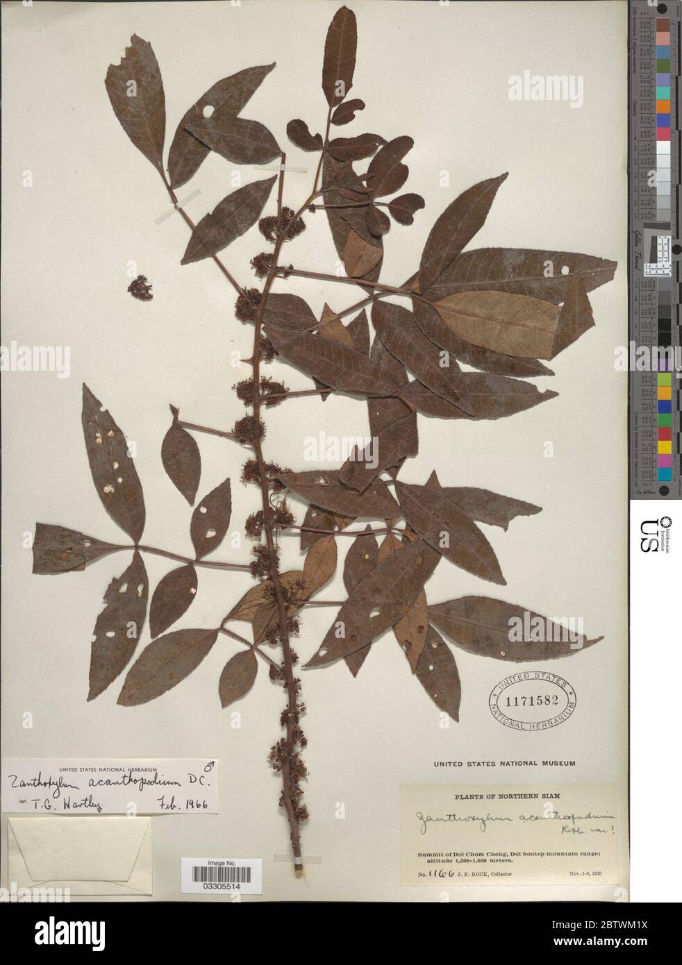 Zanthoxylum acanthopodium DC. Stock Photo