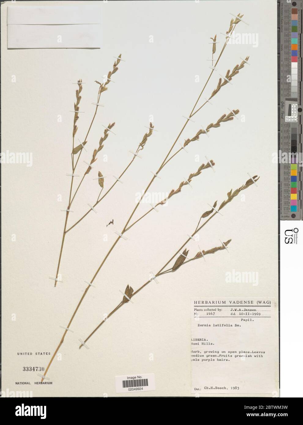 Zornia latifolia Sm. Stock Photo