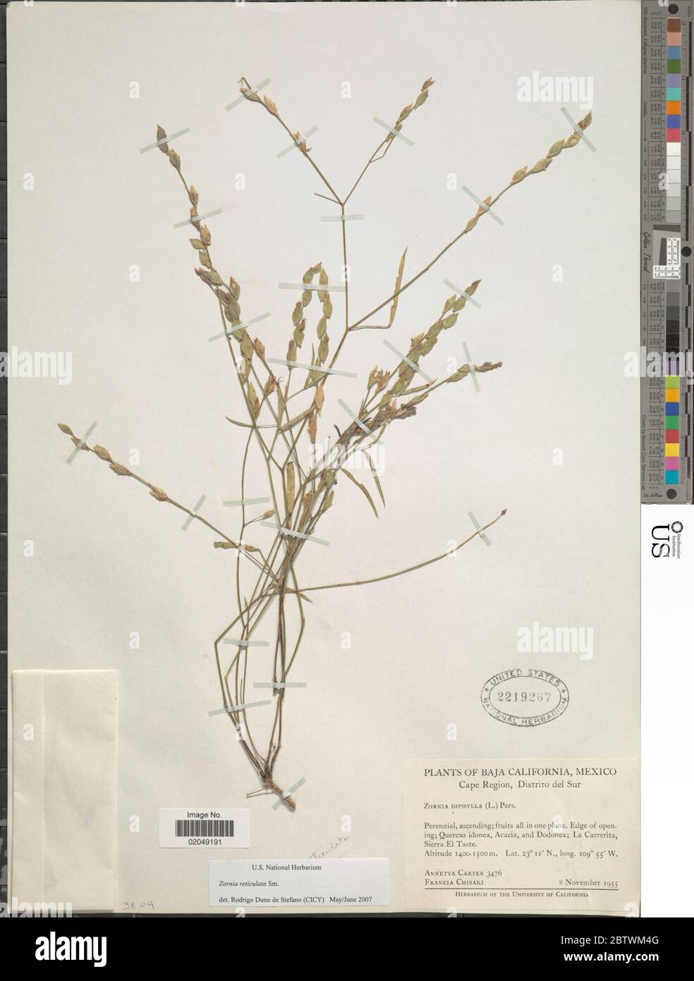 Zornia reticulata Sm. Stock Photo