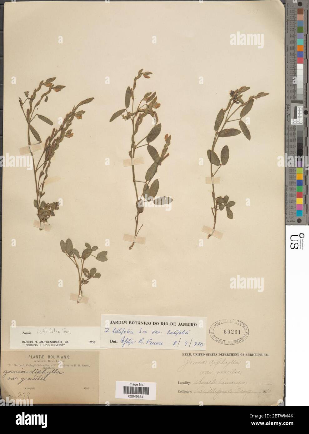 Zornia latifolia Sm var latifolia. Stock Photo