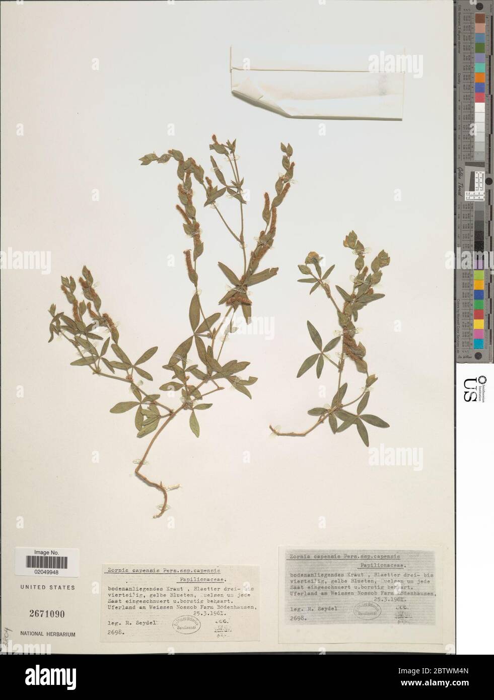 Zornia capensis Pers. Stock Photo
