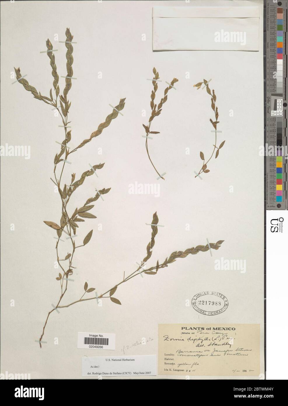 Zornia reticulata Sm. Stock Photo
