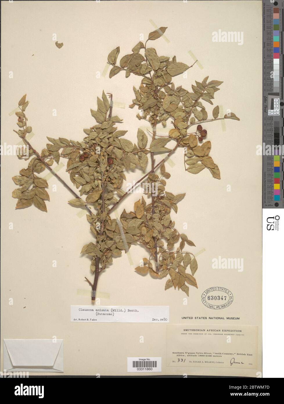 Clausena anisata Willd Benth. 12 Jul 20191 Stock Photo
