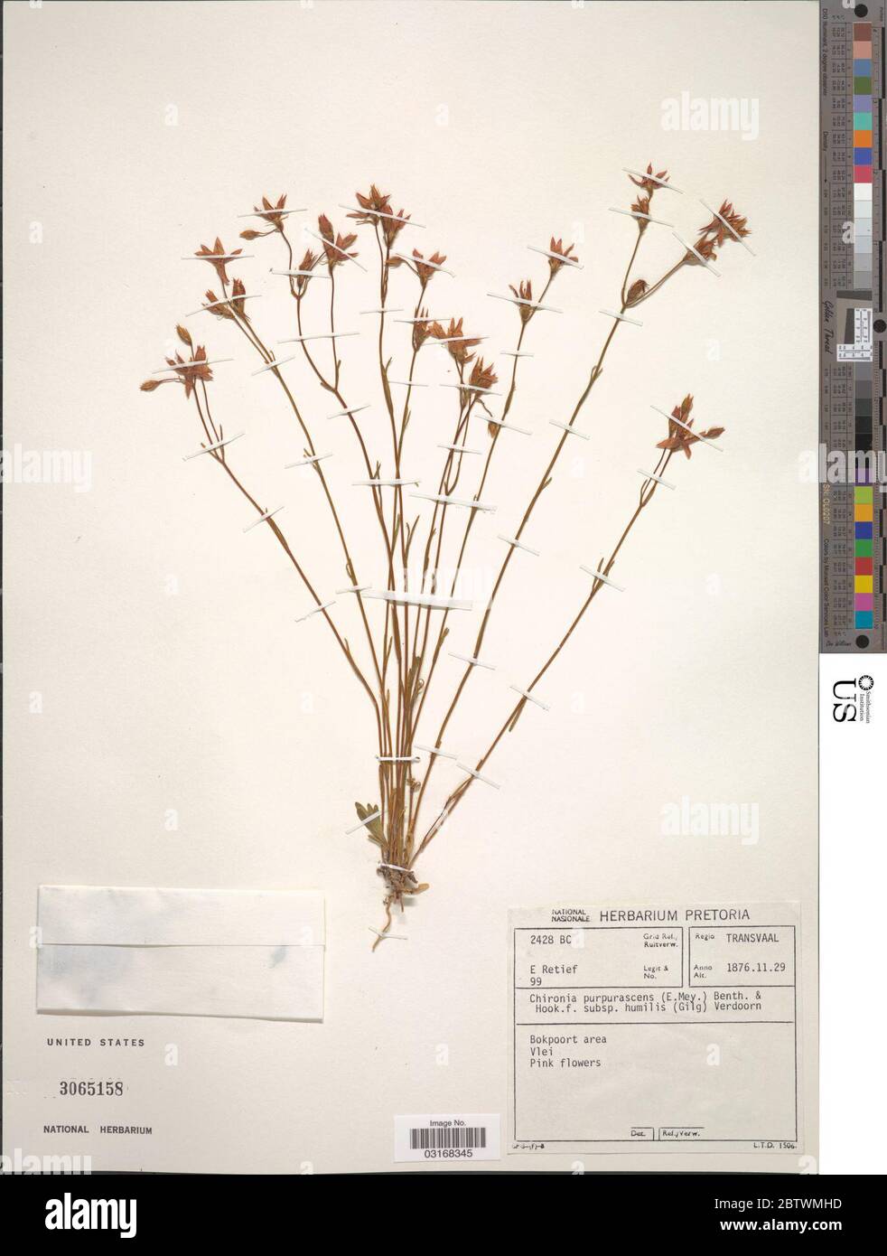 Chironia purpurascens Benth Hook f. Stock Photo