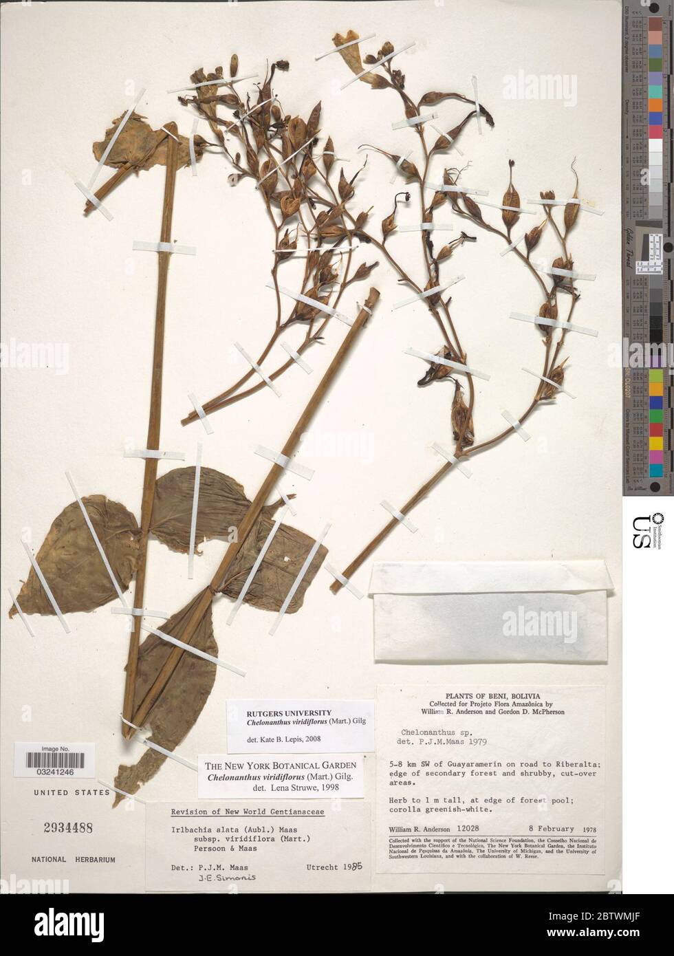 Chelonanthus viridiflorus Mart Gilg. Stock Photo