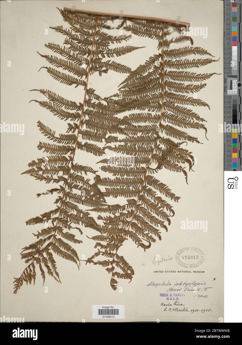 Cyathea bicrenata Liebm. Stock Photo