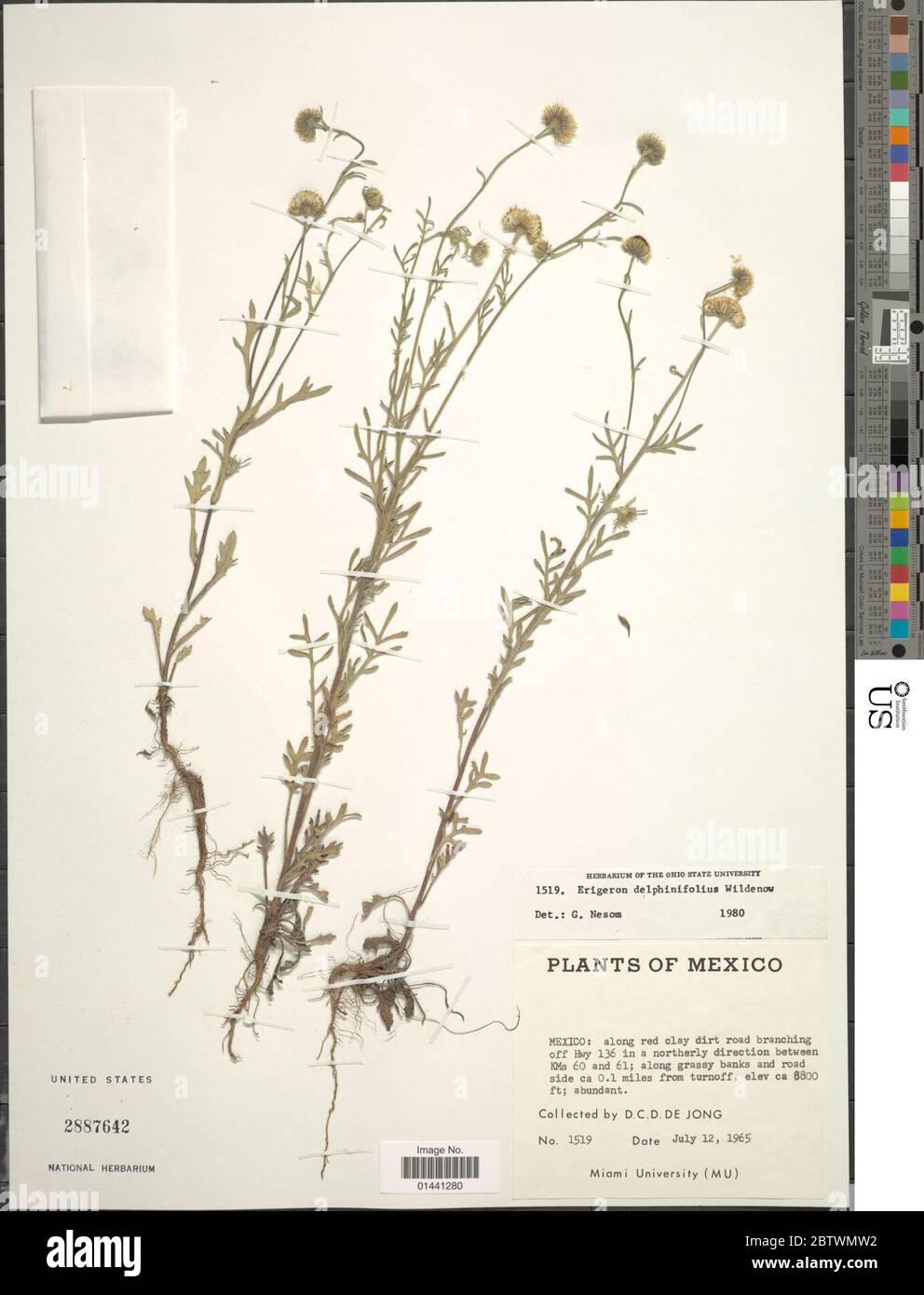 Erigeron delphinifolius Willd. Stock Photo