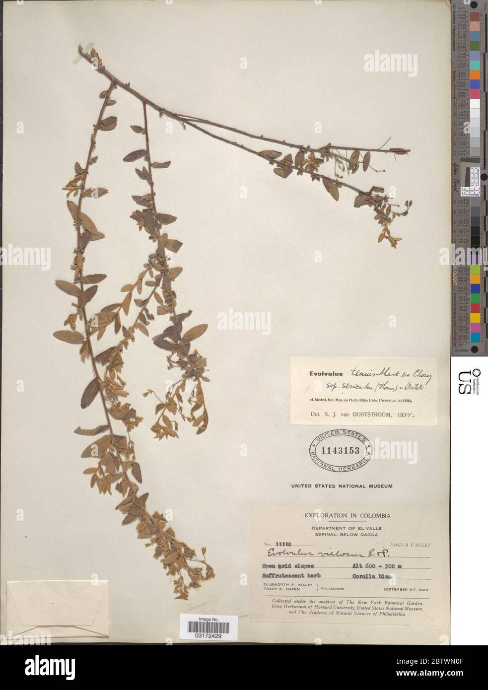 Evolvulus tenuis subsp sericatus. Stock Photo