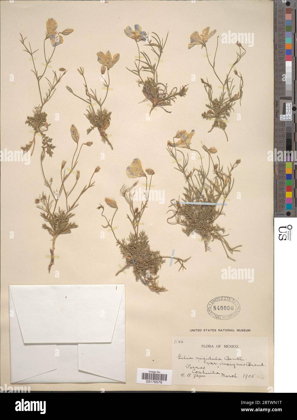 Gilia rigidula Benth. Stock Photo