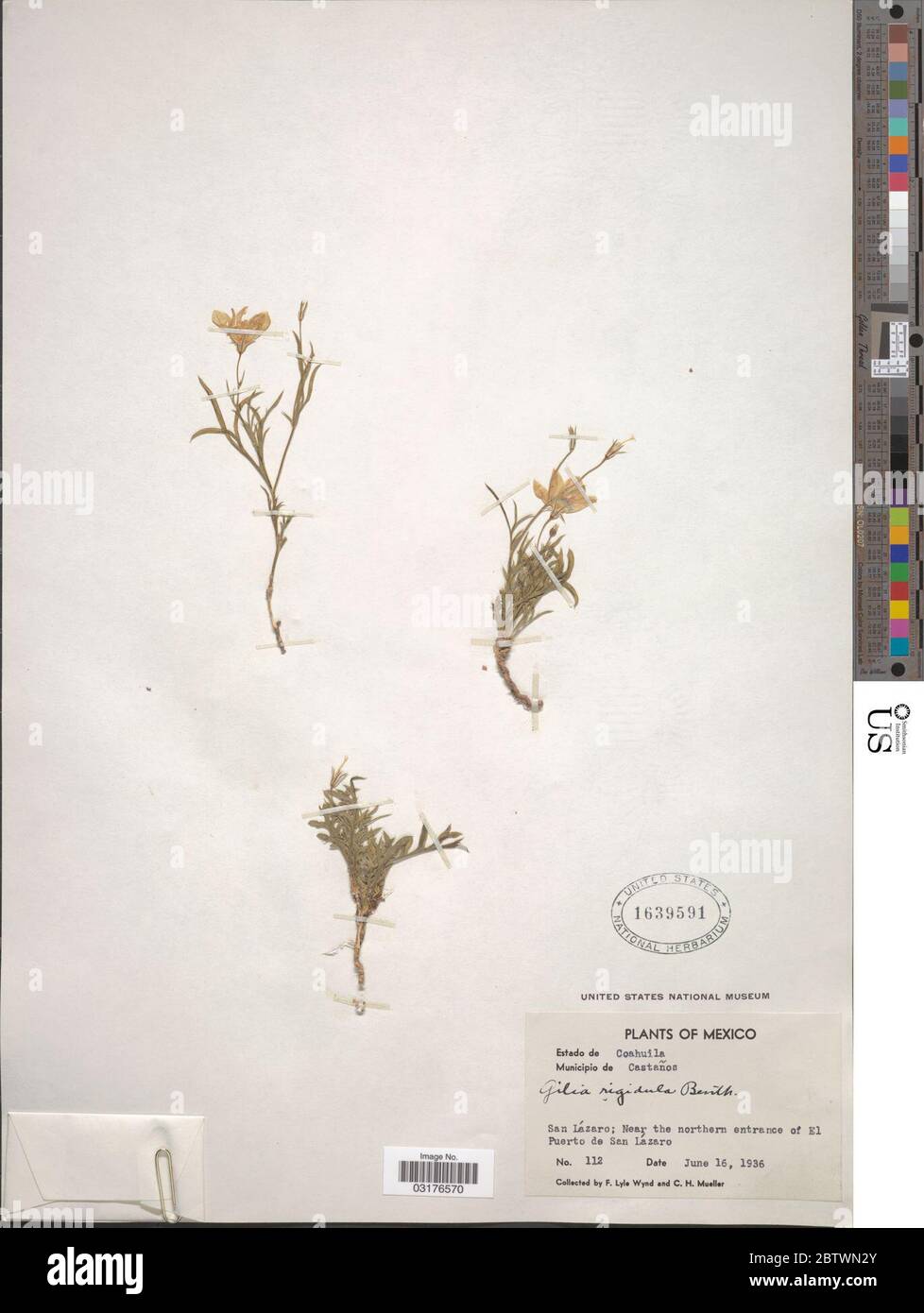 Gilia rigidula Benth. Stock Photo