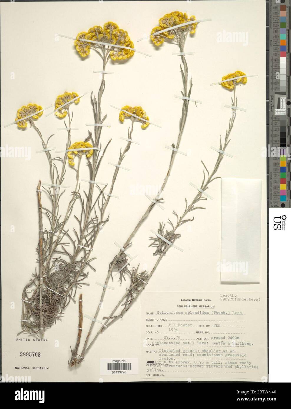 Helichrysum splendidum Thunb Less. Stock Photo