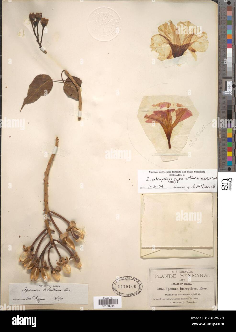 Ipomoea pauciflora M Martens Galeotti. Stock Photo