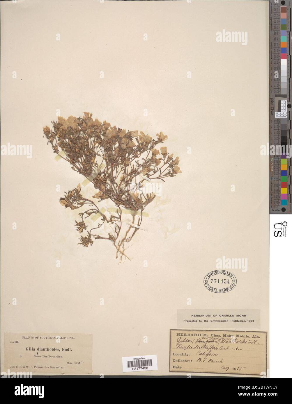 Linanthus dianthiflorus Benth Greene. Stock Photo