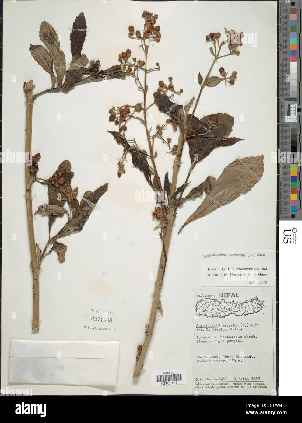 Clerodendrum serratum var serratum. Stock Photo