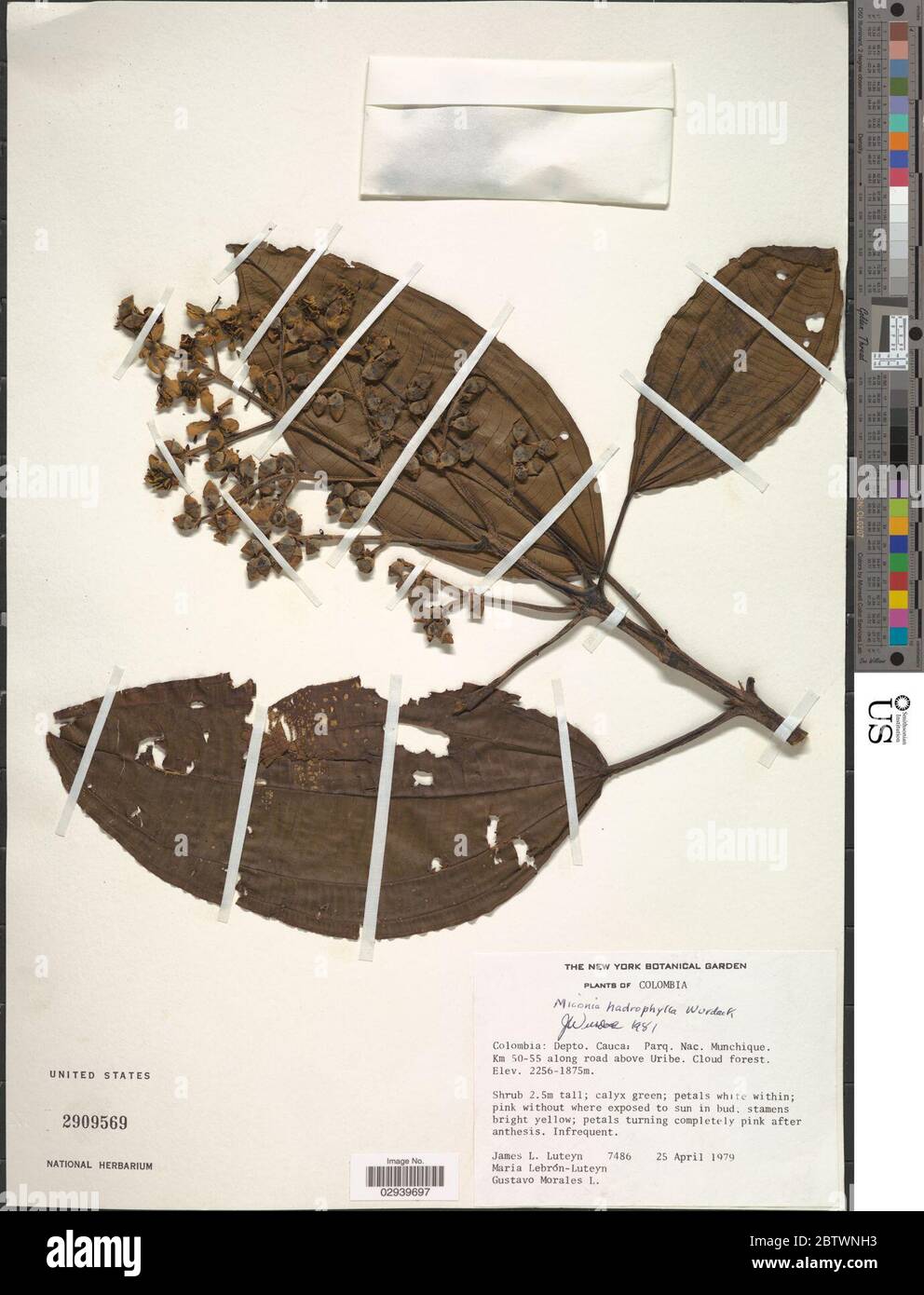 Miconia hadrophylla Wurdack. Stock Photo