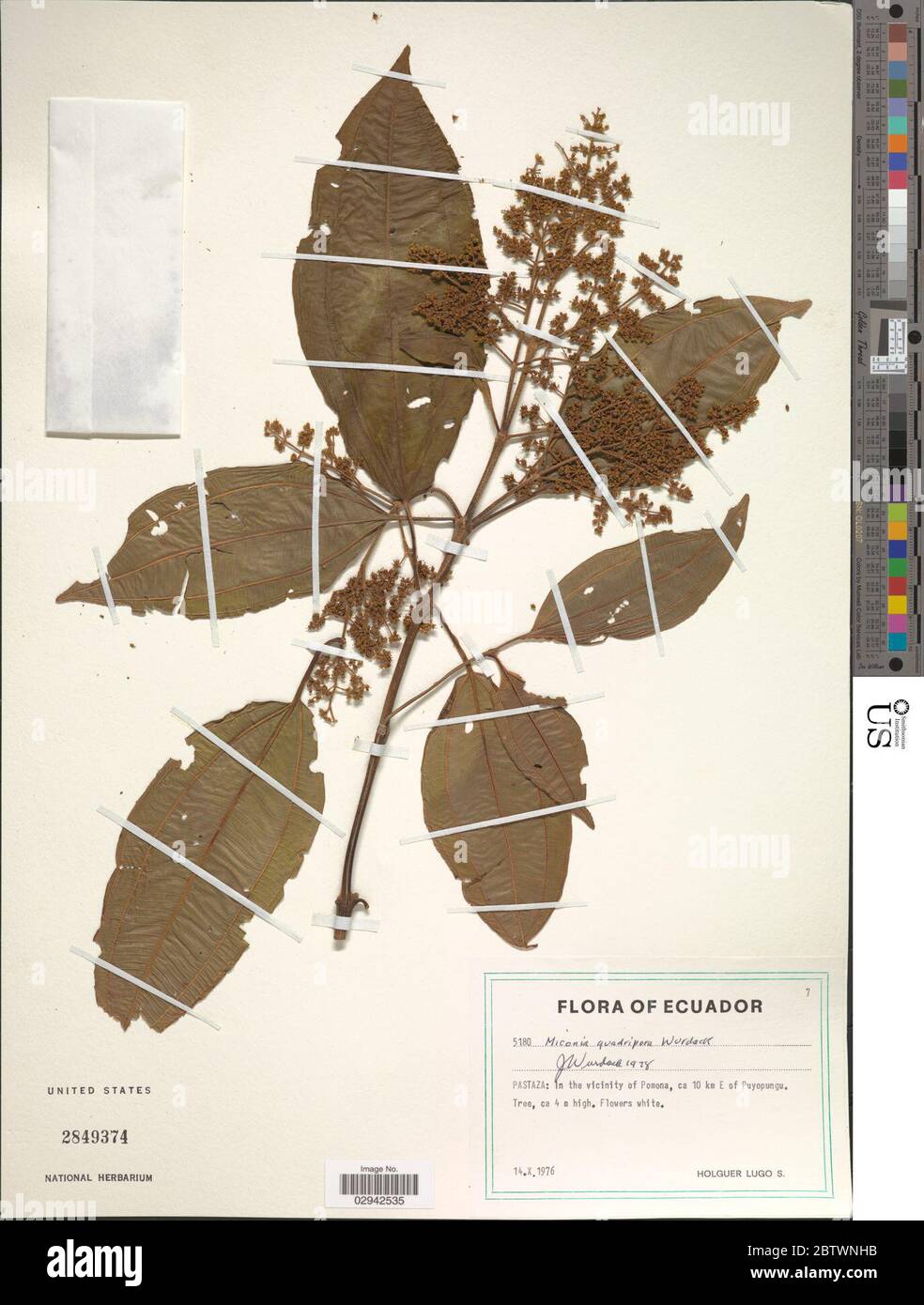 Miconia quadripora Wurdack. Stock Photo