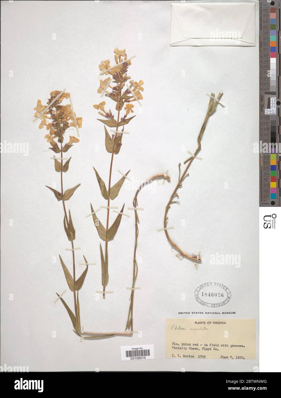 Phlox maculata L. Stock Photo