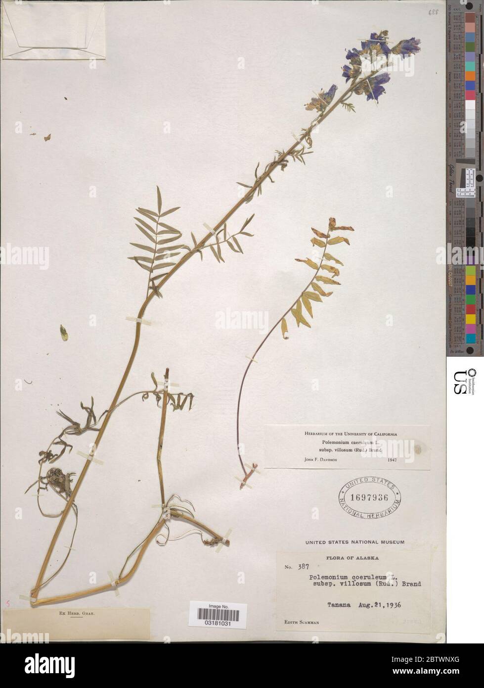 Polemonium caeruleum subsp villosum Rudolph ex Georgi Brand. Stock Photo