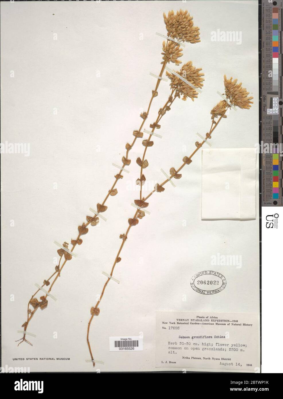 Sebaea grandiflora Schinz. Stock Photo