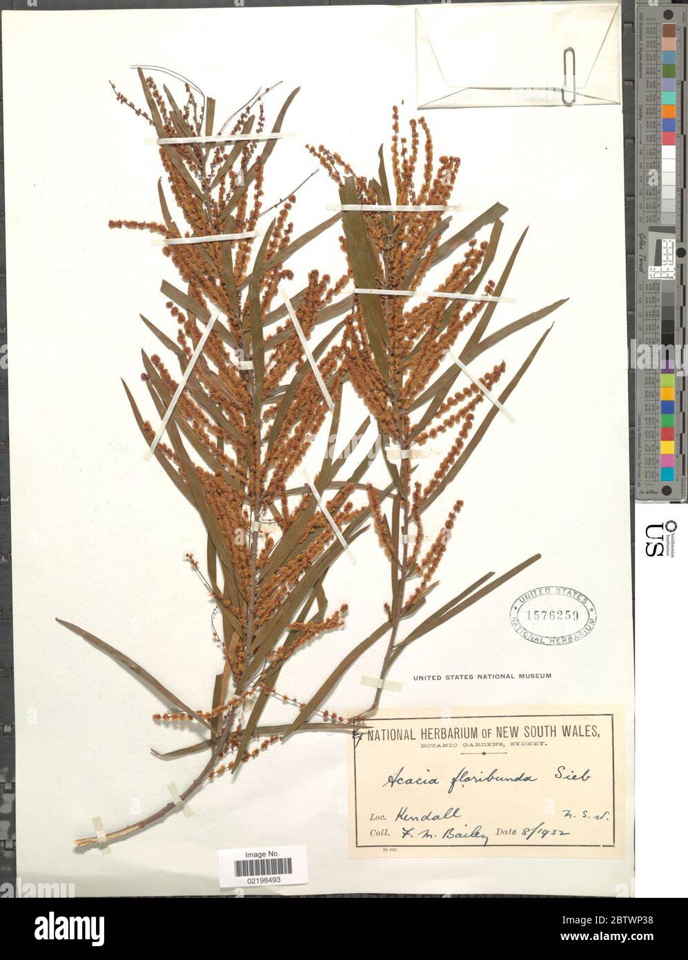 Acacia floribunda. Stock Photo