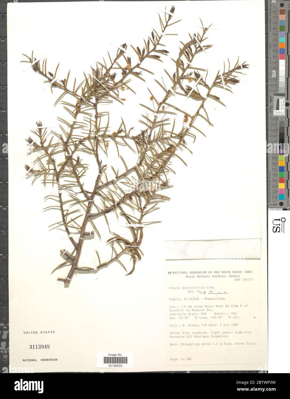Acacia genistifolia Link. Stock Photo
