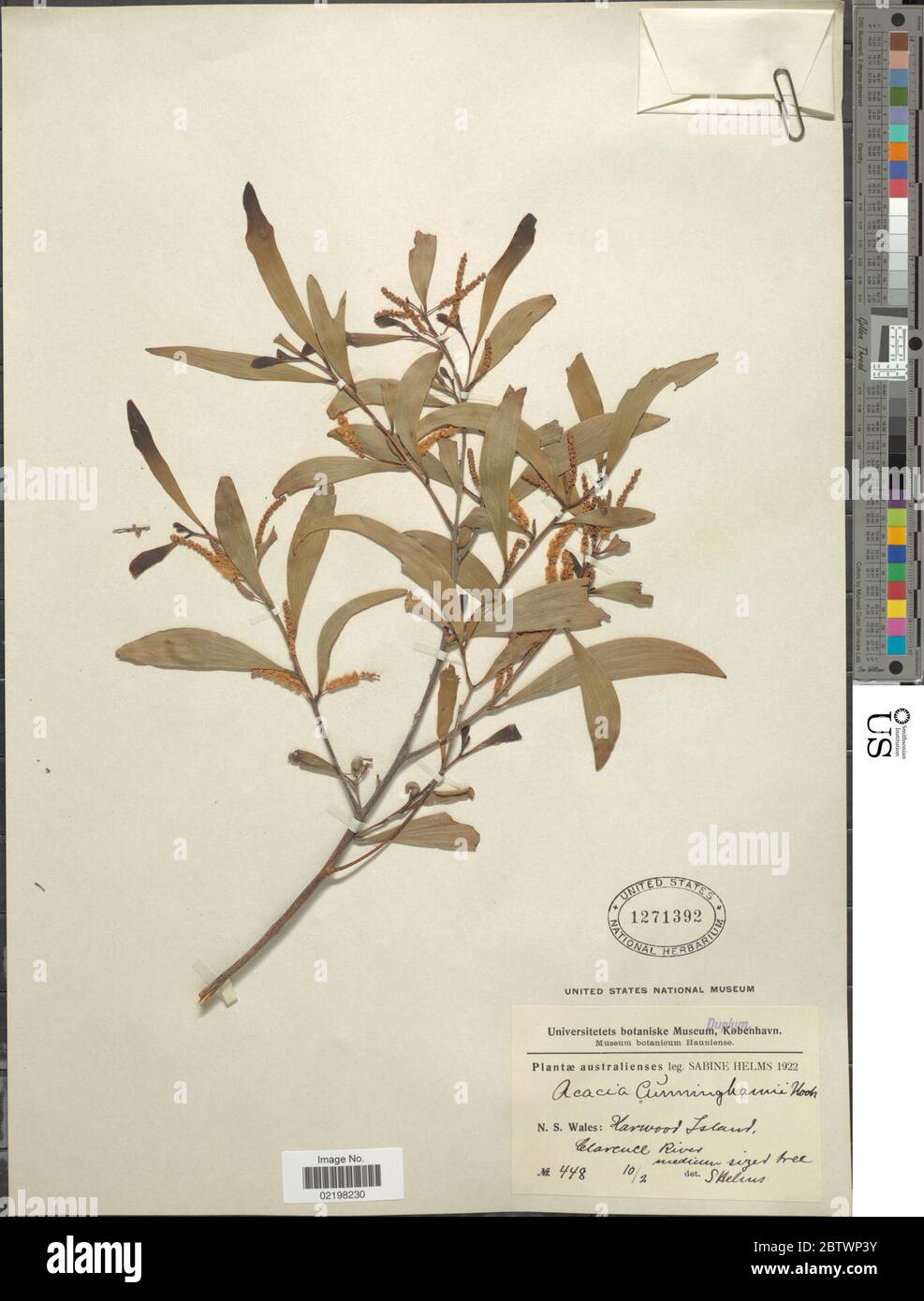 Acacia cunnighamii Hook. Stock Photo