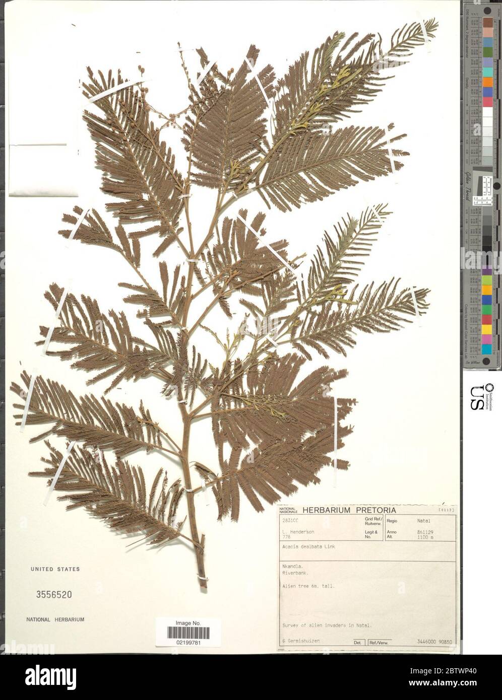 Acacia dealbata. Stock Photo