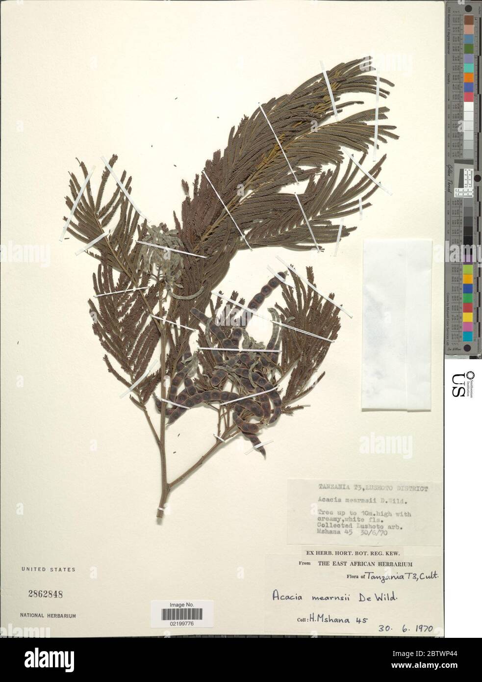 Acacia decurrens Willd. Stock Photo