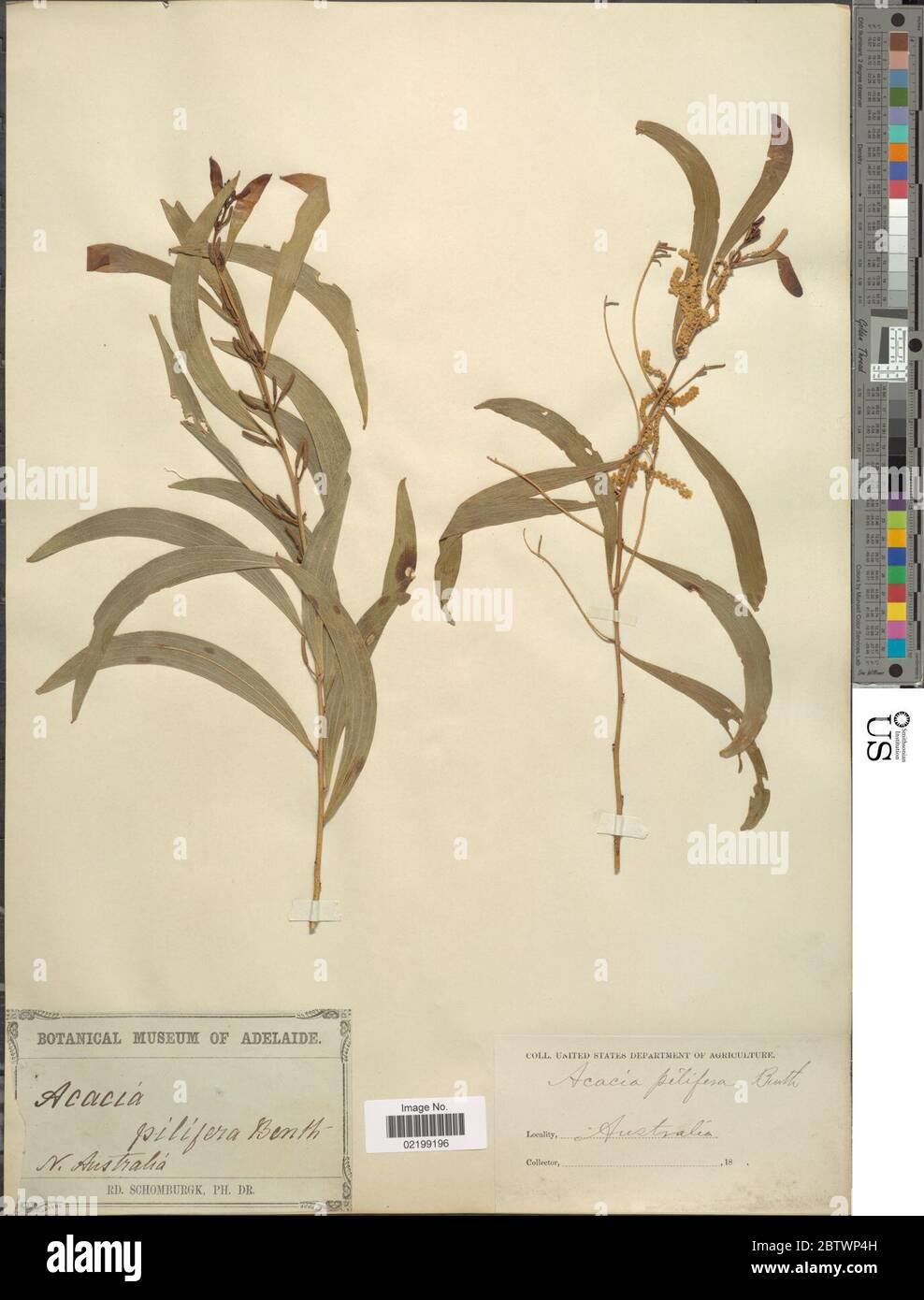 Acacia pilifera. Stock Photo