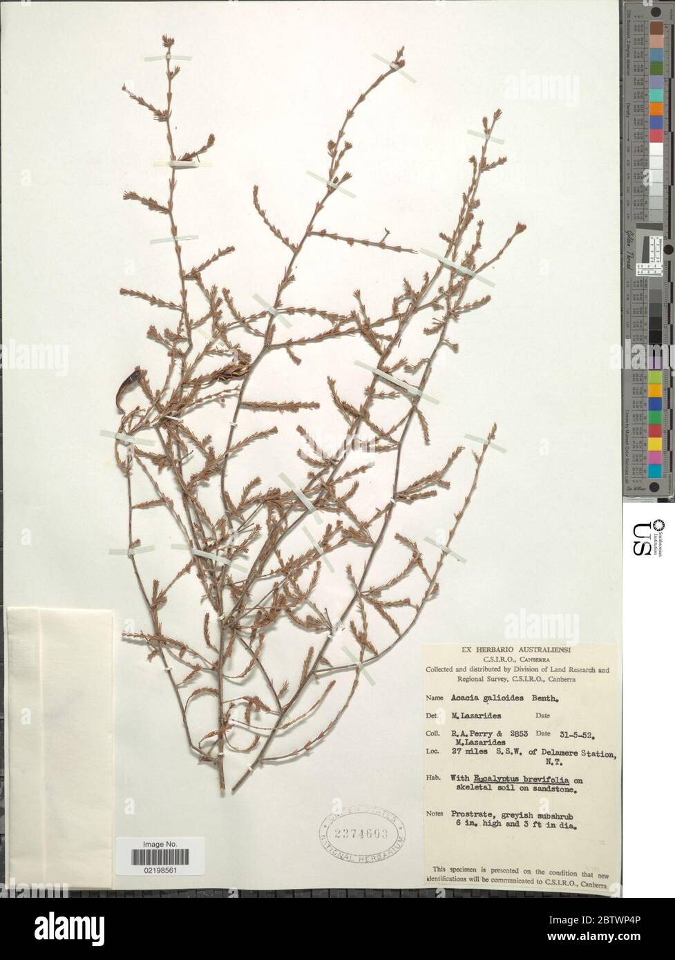 Acacia galioides Benth. Stock Photo