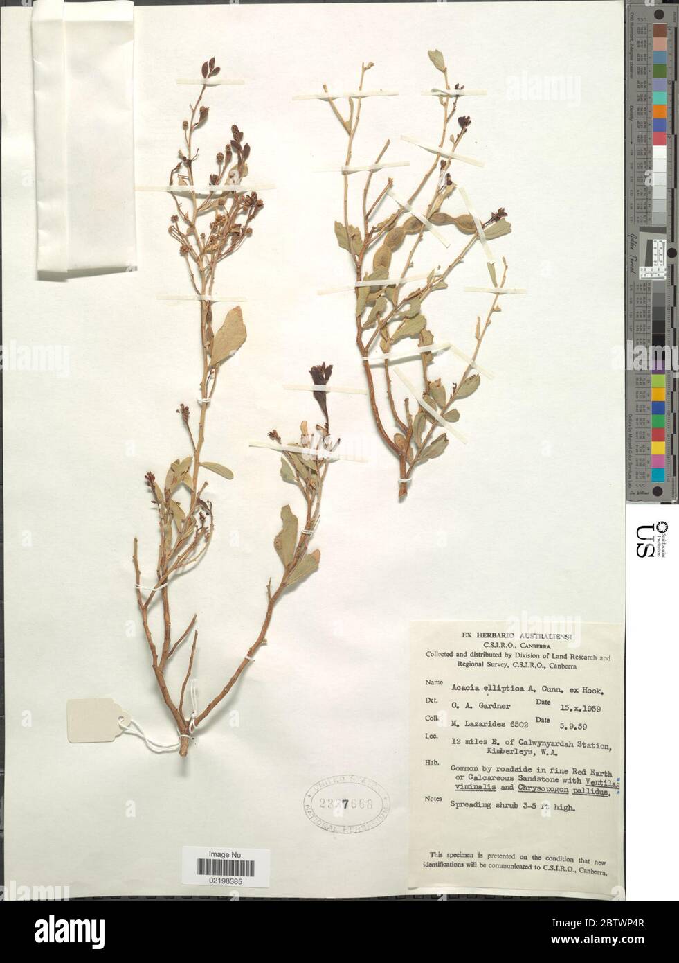 Acacia elliptica Benth. Stock Photo