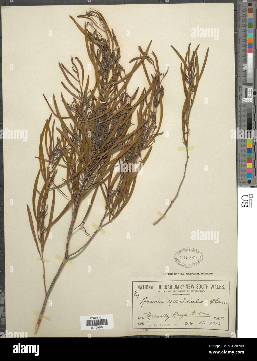 Acacia viscidula Benth. Stock Photo