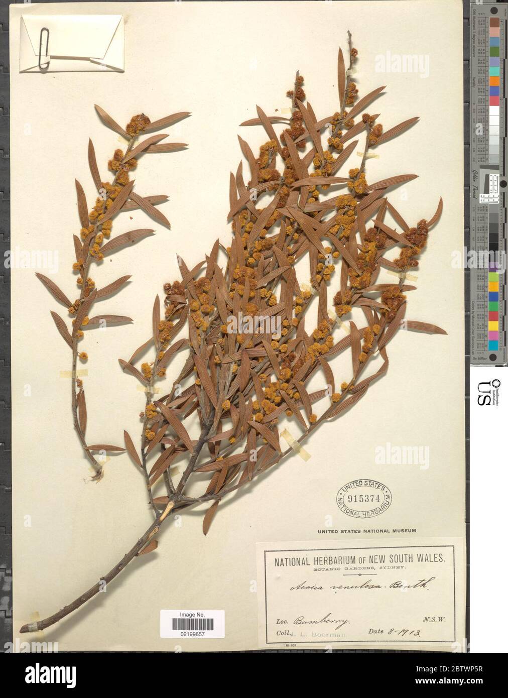 Acacia venulosa Benth. Stock Photo