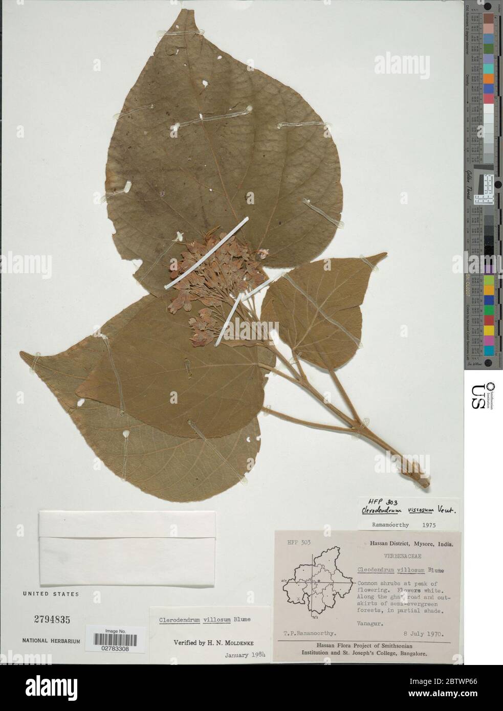 Clerodendrum villosum Blume. Stock Photo