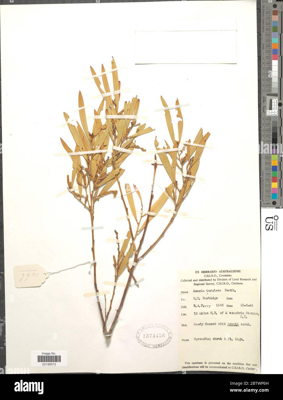 Acacia torulosa Benth. Stock Photo