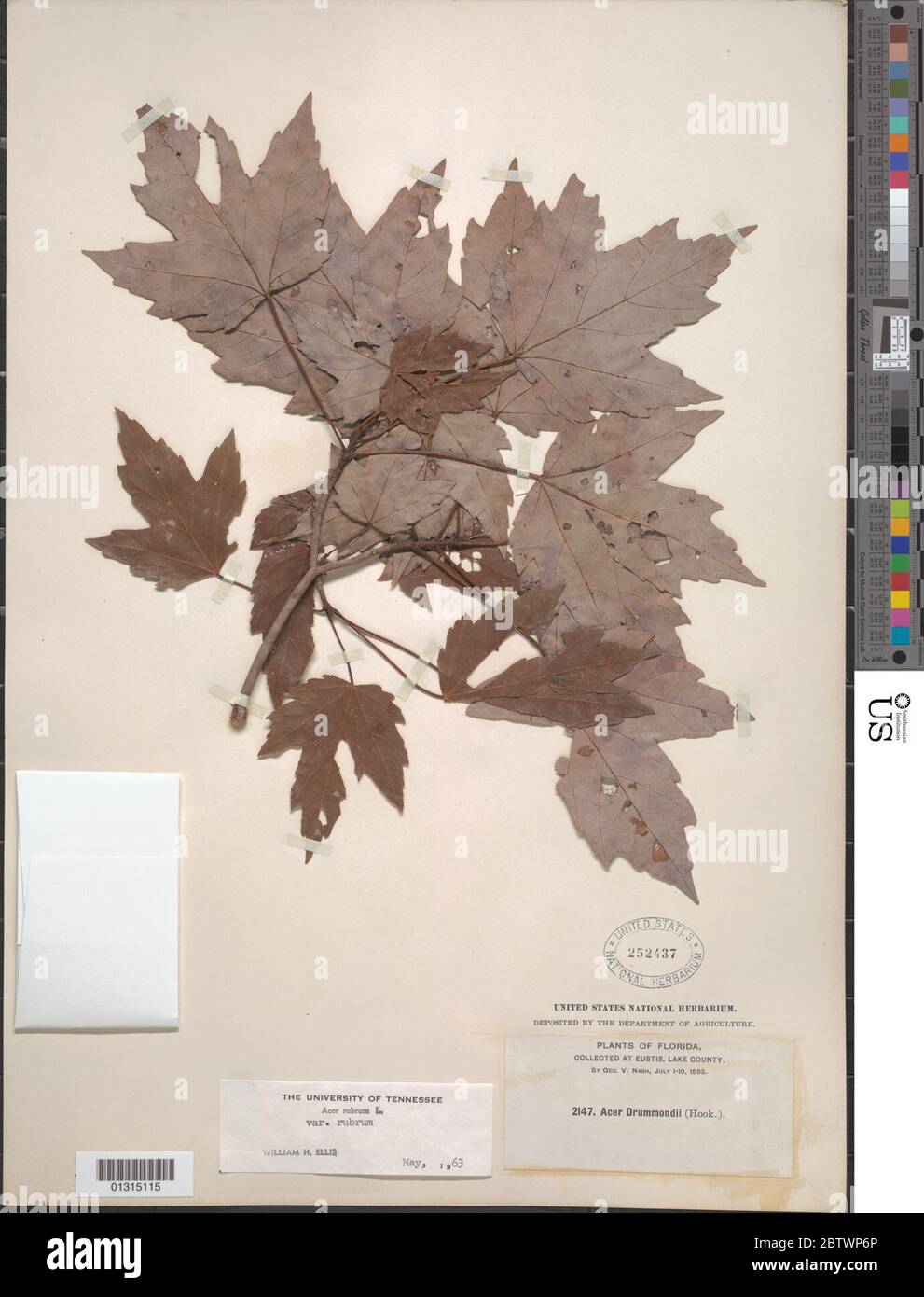 Acer tree species hi-res stock photography and images - Alamy